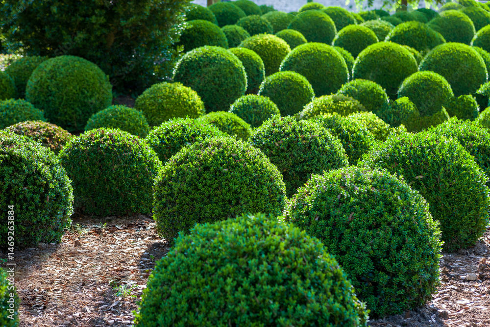 Well-maintained round green shrubs of evergreen boxwood are showcased in a garden in France. The vibrant greenery adds life to the landscape under clear skies.