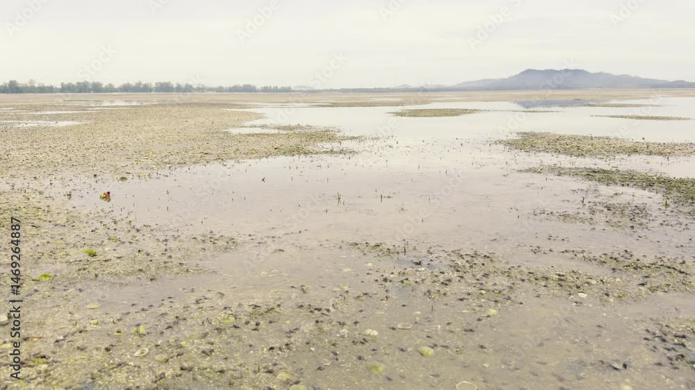 Seagrass Meadows in Shallow Waters Supporting Marine Life, Mersing, Malaysia Seagrass Meadows in Shallow Waters Supporting Marine Life, Mersing, Malaysia