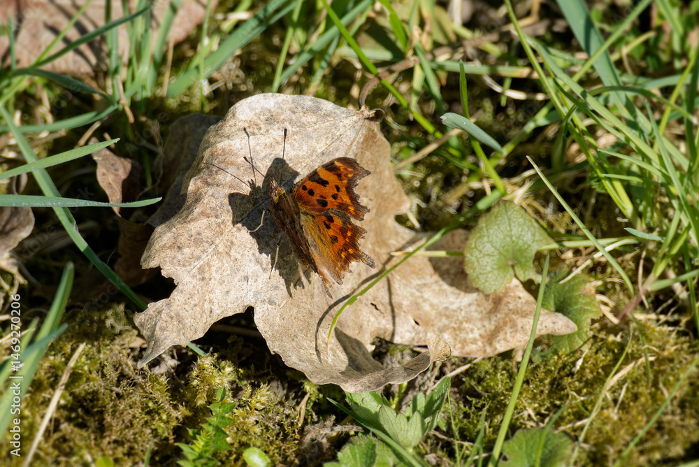 Obraz premium Comma butterfly (Polygonia c-album) sitting on a brown leaf in Zurich, Switzerland
