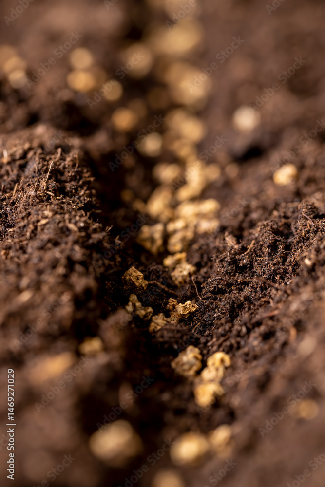 beet seeds in fertile soil with peat , land mixed with peat in which red beet seeds are planted close up beet seeds in fertile soil with peat , land mixed with peat in which red beet seeds are planted close up