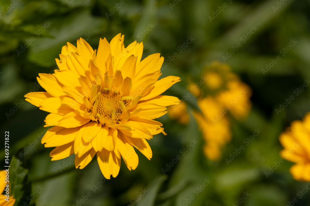 beautiful yellow flowers in spring, yellow flowers in sunny weather during flowering beautiful yellow flowers in spring, yellow flowers in sunny weather during flowering