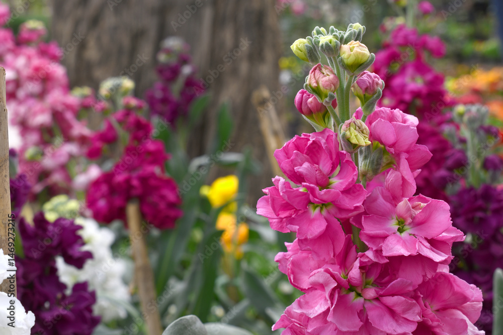 Obraz premium Pink Hoary Stock, Pink Hoary Stock or Matthiola Incana is a member of the Brassicaceae family of flowering plants. It's also commonly known as Brompton Stock, Common Stock, Pink flower in garden