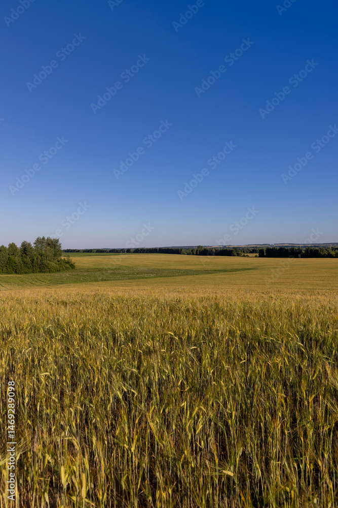 field with a yellow wheat at sunset, a field with cereals and a forest at the edge of the field with various trees in eastern Europe field with a yellow wheat at sunset, a field with cereals and a forest at the edge of the field with various trees in eastern Europe