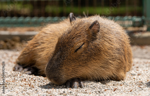 Cuadro en lienzo 気持ちよさそうに眠るカピバラ