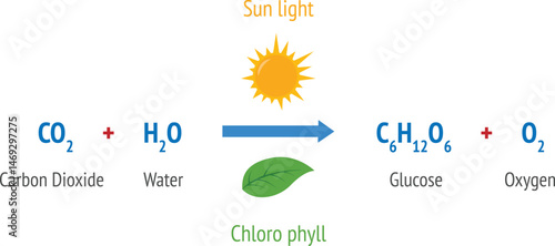 Photosynthesis. photosynthesis formula. Biology diagram. Vector illustration isolated on white background.