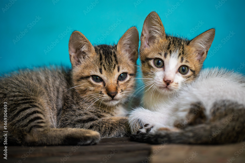 Tabby kitten with large curious eyes lying on a concrete step, facing forward Tabby kitten with large curious eyes lying on a concrete step, facing forward