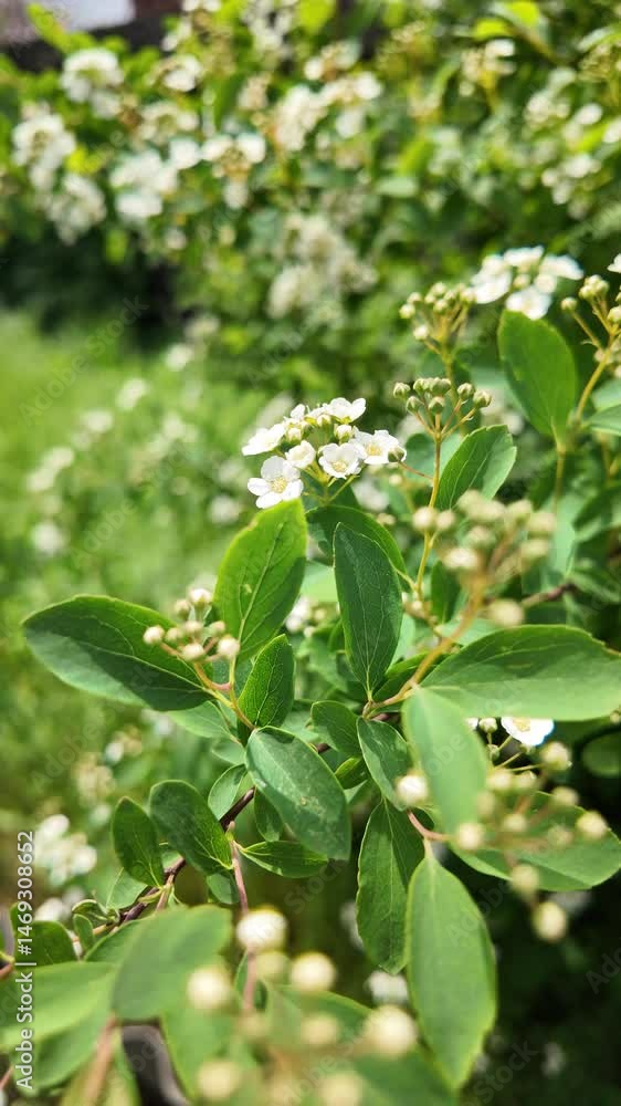 Spiraea Vanhouttei. Spiraea Vanhouttei bushes bloom in spring. slow motion video Spiraea Vanhouttei Spiraea Vanhouttei. Spiraea Vanhouttei bushes bloom in spring. slow motion video Spiraea Vanhouttei