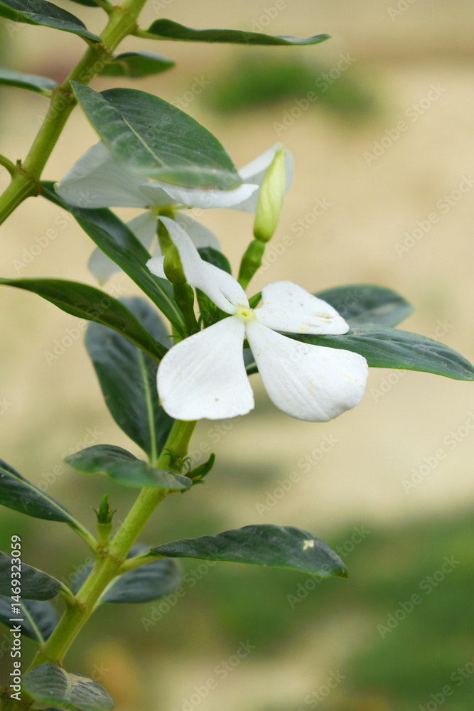 Obraz premium Close-up view of White madagascar periwinkle, The scientific name is Catharanthus roseus, White periwinkle flower closeup, Cape Periwinkle, Graveyard plant, Madagascar Periwinkle, Old Maid, closeup