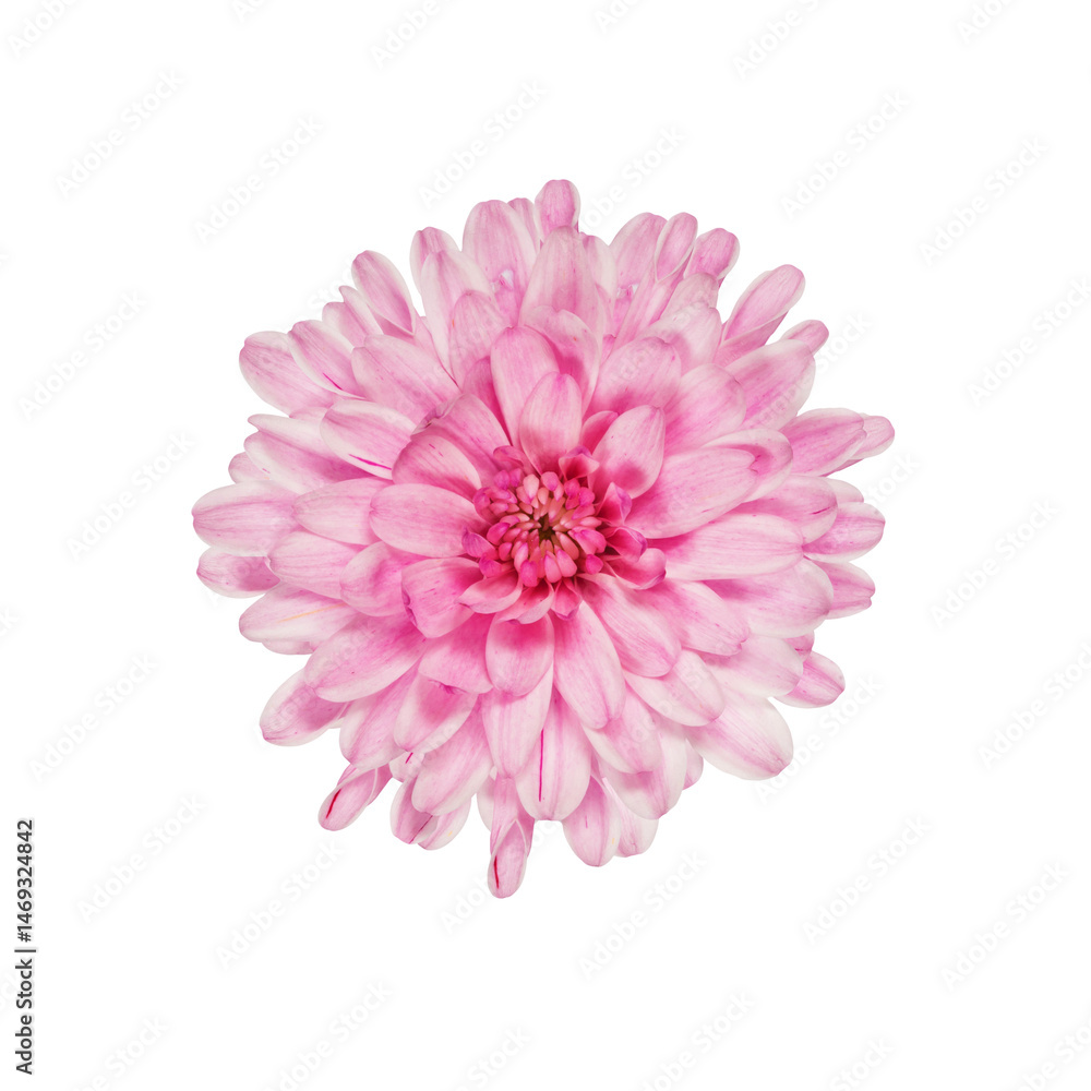 Close-Up of pink chrysanthemum bloom isolated on a transparent background