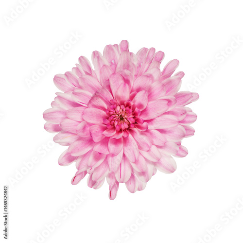 Obraz na płótnie Close-Up of pink chrysanthemum bloom isolated on a transparent background w salonie