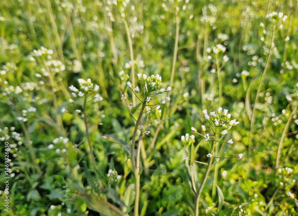 Obraz premium Field of shepherd's purse plants with delicate white flowers on slender stems and lush green foliage. Capsella bursa-pastoris thriving in the natural habitat of a spring setting