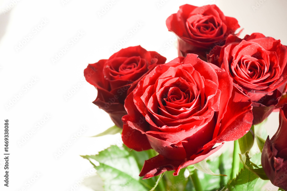 Obraz premium 赤いばら