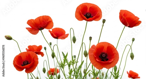 鮮やか紅く輝くケシの花束 白背景. AI Generated