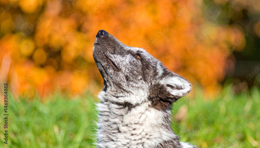 Naklejka premium Wild Fox Howls Upwards, Revealing Textures in Its Shaggy Coat, a Moment of Vocal Majesty