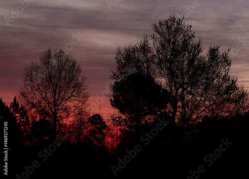 Obraz na płótnie Orange glow promising the arrival of daylight behind silhouetted trees w salonie