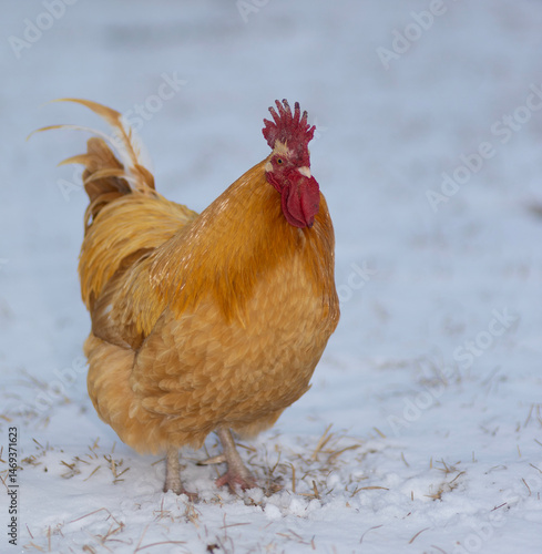 Rooster with gold and orange feathers standing on a snowy field