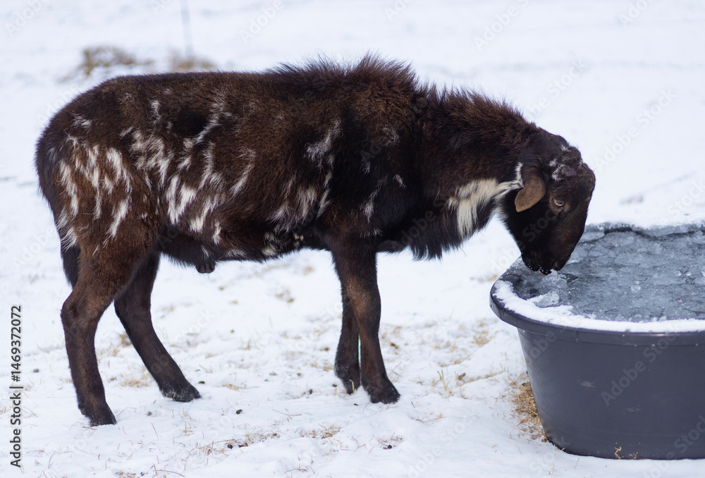 Black and white sheep ram drinking from icy water on a snow covered field