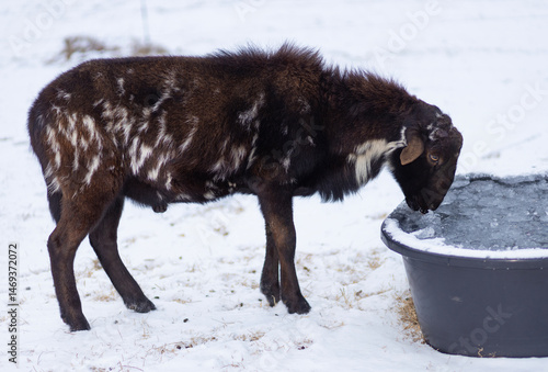 Obraz na płótnie Black and white sheep ram drinking from icy water on a snow covered field w salonie
