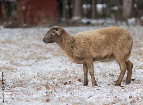 Large brown sheep ewe on the snow on an organic farm in North Carolina