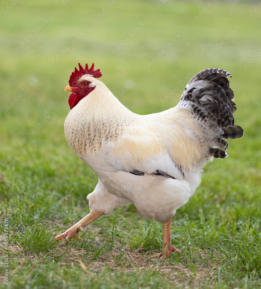 White and black Delaware chicken rooster walking on a green field