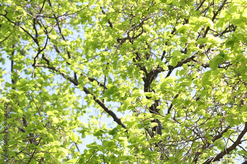 Fototapeta premium Beautiful tree crown with green leaves as background, low angle view