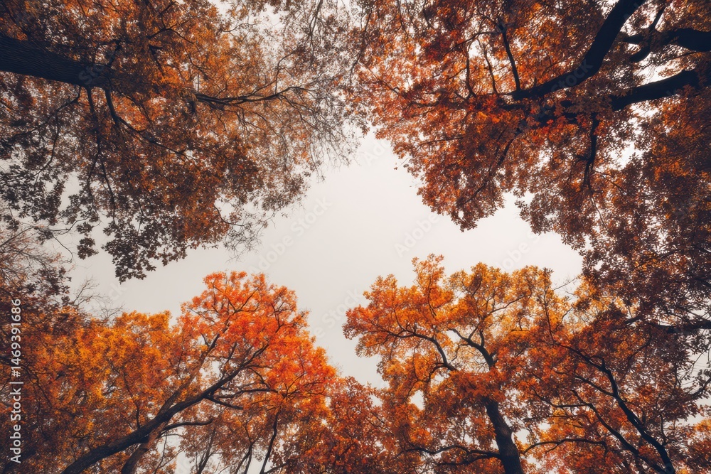 Cloudy Sky Above Vivid Orange Treetops in an Enchanting Autumn Forest During Early Afternoon Generative AI