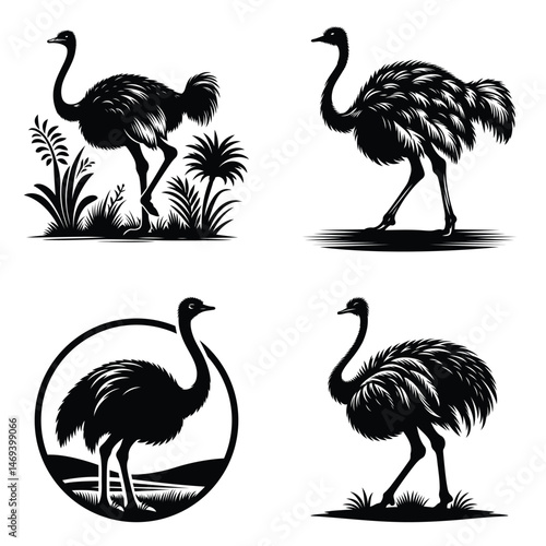 Ostrich bird clipart set silhouette Illustration drawing detailed feather