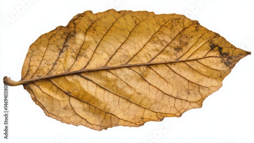 Dried Leaf with Visible Veins on White Background