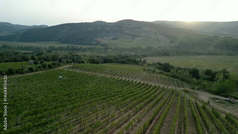 Drone over neat rows of Tuscan farmland stretching to distant hills under soft daylight Drone over neat rows of Tuscan farmland stretching to distant hills under soft daylight