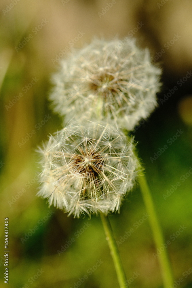 Löwenzahn Pusteblume Löwenzahn Pusteblume