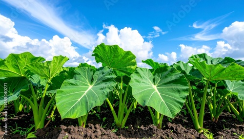 A field of taro plants