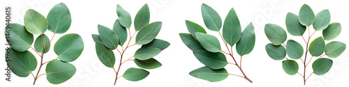 Eucalyptus Branches Set on Transparent Background - Green Leaves Collection for Floral Design, Wedding Invitations, and Digital Collage PNG Elements