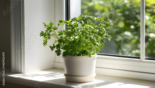 Obraz na płótnie Aromatic parsley growing in pot on window sill w salonie