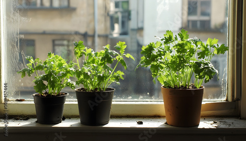 Obraz na płótnie Aromatic parsley growing in pot on window sill w salonie