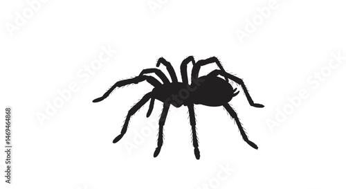 Black Tarantula Silhouette Crawling on White Background  