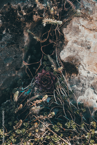 Succulent flower in the mountain