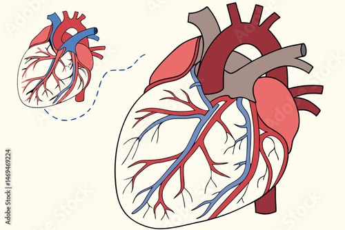 33 anatomically accurate human heart, detailed blood vessels, circulatory system, medical illustration, digital art, hyper realistic, cinematic lighting, highly detailed, photorealistic