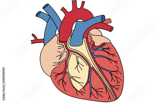 33 anatomically accurate human heart, detailed blood vessels, circulatory system, medical illustration, digital art, hyper realistic, cinematic lighting, highly detailed, photorealistic