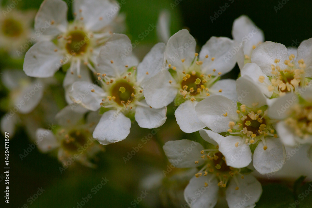 In spring, bird-cherry tree (Prunus padus) grows and blooms in nature. In spring, bird-cherry tree (Prunus padus) grows and blooms in nature.
