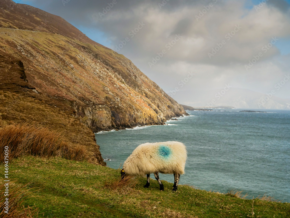 Obraz premium Cute sheep with color mark on its back grazing grass, picturesque nature of Keem bay in the background. Popular tourist area with ocean, cliff and beach. Cloudy sky.