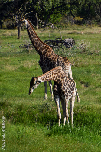 Photography A pair of giraffes in a nature reserve in Africa