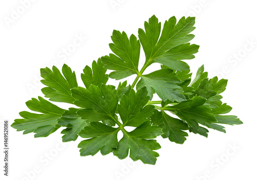 Fresh Parsley Sprig Image of Green Herb isolated on white background