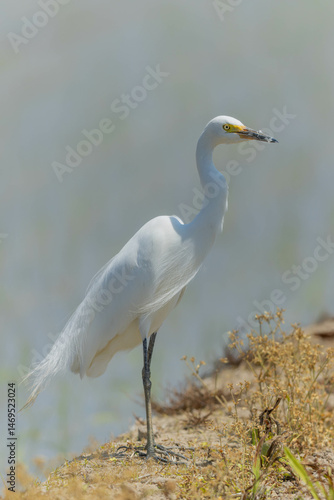 昼時のチュウサギ