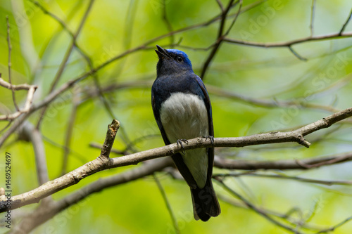 大声で囀るオオルリの雄