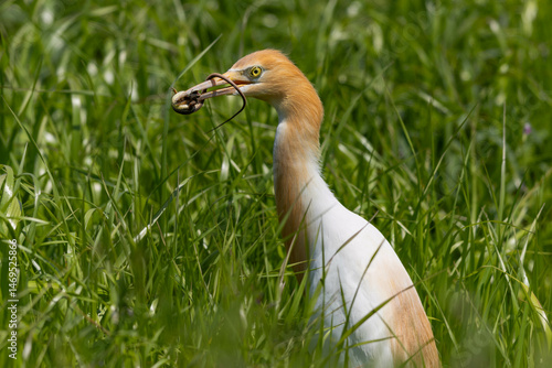 トカゲを食べようとしているアマサギ