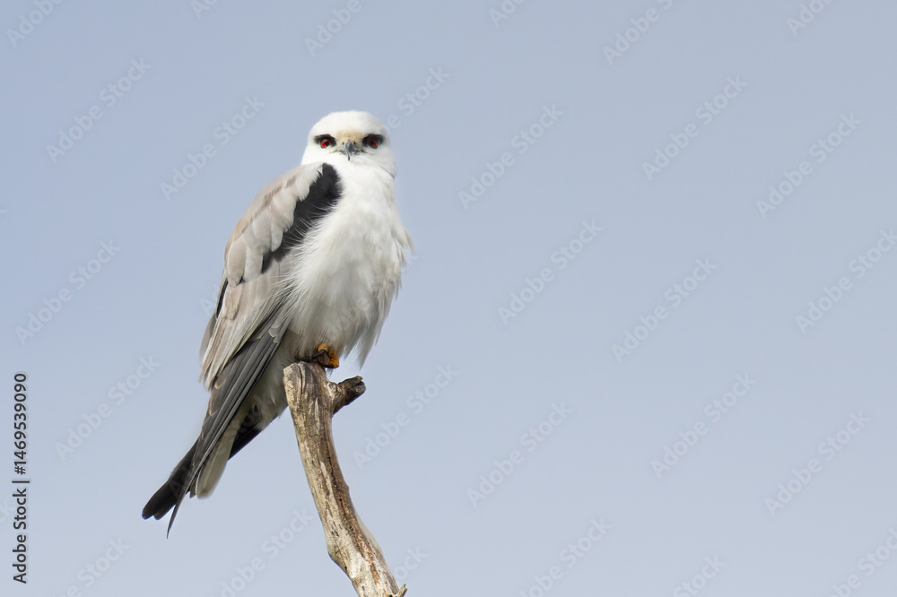 black-shouldered kite black-shouldered kite