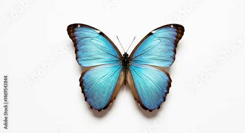 Fototapeta Stunning Blue Morpho Butterfly Specimen Detailed Wings Isolated on White Background