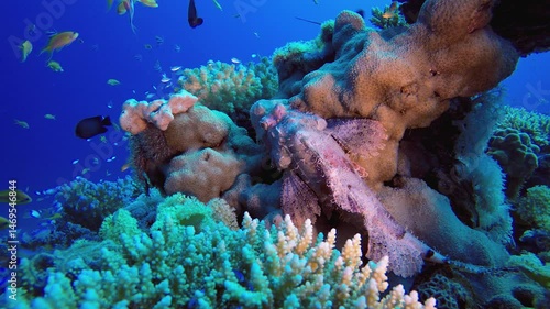 Wallpaper Mural Reef Coral Garden Scorpion Fish. Underwater tropical scorpion-fish (Scorpaenopsis oxycephala). Underwater fish reef marine. Tropical colourful underwater seascape. Reef coral scene.  Torontodigital.ca