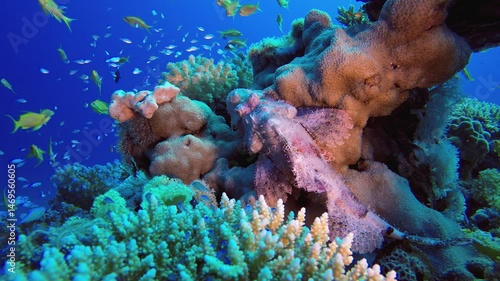 Wallpaper Mural Scorpion Fish Colourful Life. Underwater tropical scorpion-fish (Scorpaenopsis oxycephala). Underwater fish reef marine. Tropical colourful underwater seascape. Reef coral scene. Coral garden seascape Torontodigital.ca