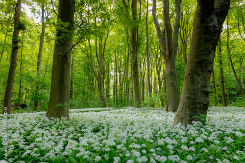 White flowers of Allium ursinum in spring, Ramsons (Daslook) in the forest, Edible wild leek or Wood garlic in Netherlands, Flowering plant in the amaryllis family Amaryllidaceae, Natural background.